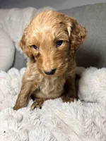 Winton, a male Goldendoodle for sale in Gainesville, FL – 8 of 9