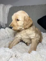 Murphy, a male Goldendoodle for sale in Gainesville, FL – 6 of 10