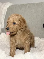 Millie, a female Goldendoodle for sale in Gainesville, FL – 3 of 9