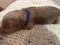 Dark blue, a male Goldendoodle for sale in Trenton, FL – 4 of 5