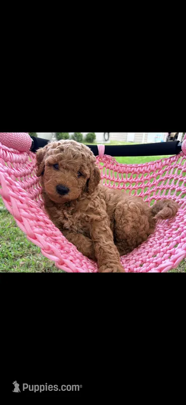 Millie – Goldendoodle puppy for sale in Gainesville, FL