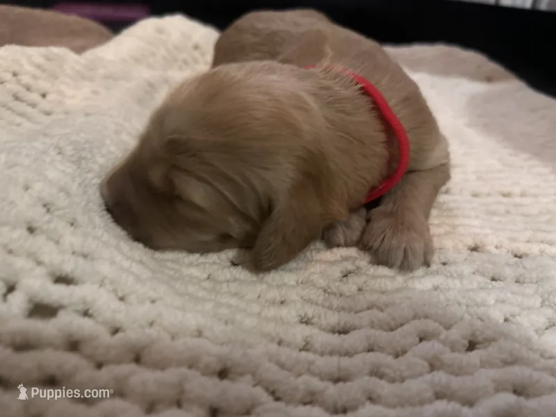 Murphy – Goldendoodle puppy for sale in Trenton, FL