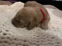 Murphy, a male Goldendoodle for sale in Trenton, FL – 1 of 3