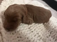 Brown, a male Goldendoodle for sale in Trenton, FL – 2 of 6
