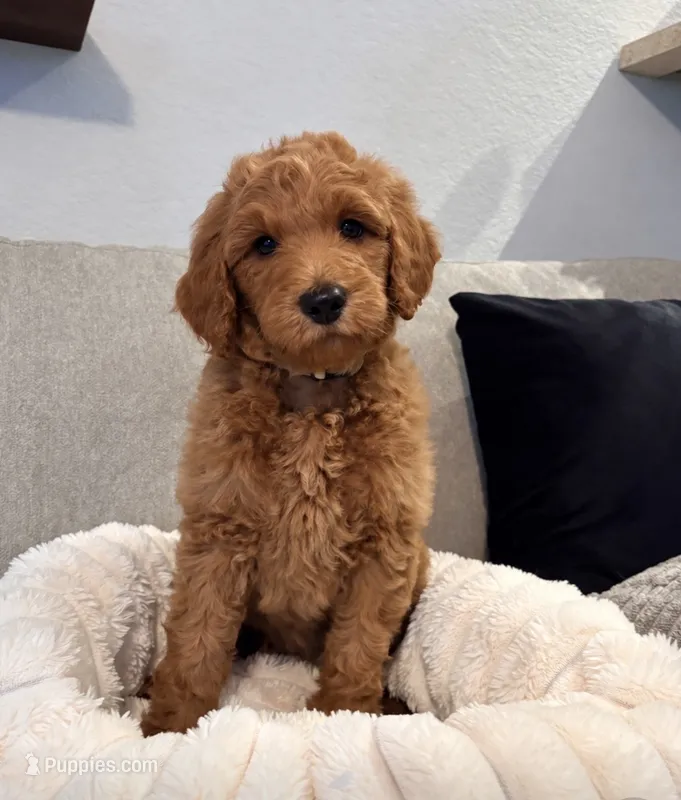 Honey – Goldendoodle puppy for sale in Gainesville, FL