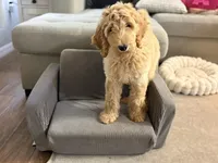 Murphy, a male Goldendoodle for sale in Gainesville, FL – 2 of 4