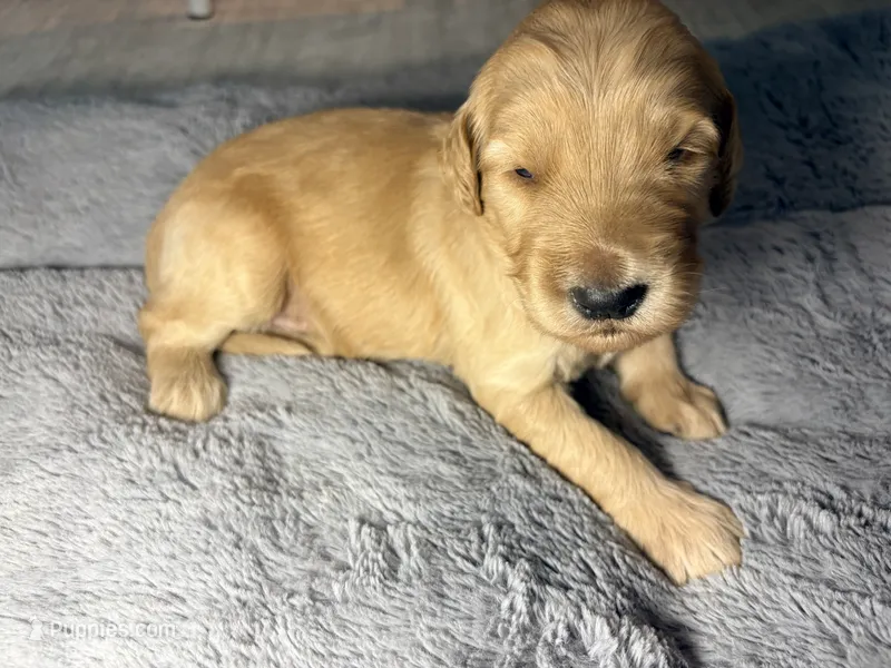 Murphy – Goldendoodle puppy for sale in Trenton, FL