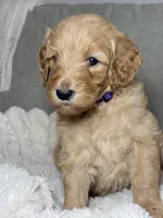 Chloe, a female Goldendoodle for sale in Gainesville, FL – 7 of 7