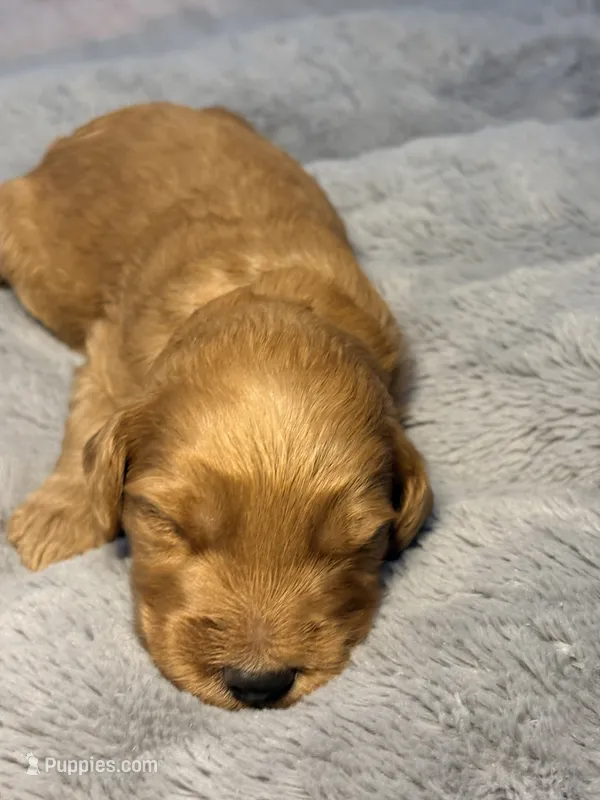 Winton – Goldendoodle puppy for sale in Trenton, FL