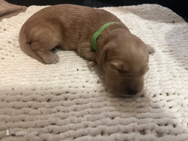 Ollie – Goldendoodle puppy for sale in Trenton, FL