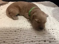 Ollie, a male Goldendoodle for sale in Trenton, FL – 1 of 4