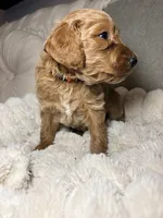 Winton, a male Goldendoodle for sale in Gainesville, FL – 7 of 9