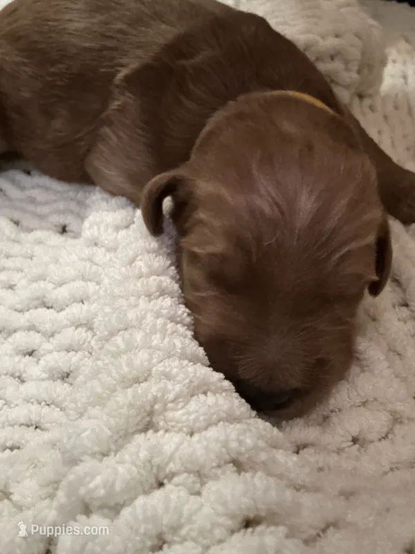 Toby – Goldendoodle puppy for sale in Trenton, FL