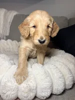 Murphy, a male Goldendoodle for sale in Gainesville, FL – 7 of 10
