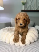 Honey, a female Goldendoodle for sale in Gainesville, FL – 1 of 8