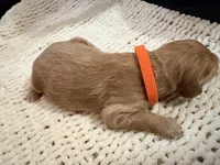 Orange , a male Goldendoodle for sale in Trenton, FL – 4 of 4