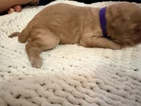 Purple, a female Goldendoodle for sale in Trenton, FL – 3 of 4