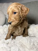 Winton, a male Goldendoodle for sale in Gainesville, FL – 6 of 9
