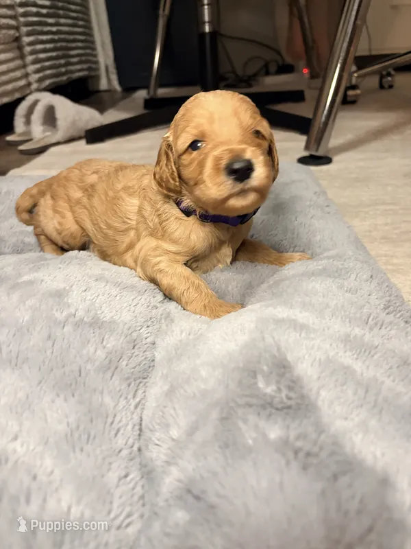 Chloe – Goldendoodle puppy for sale in Trenton, FL
