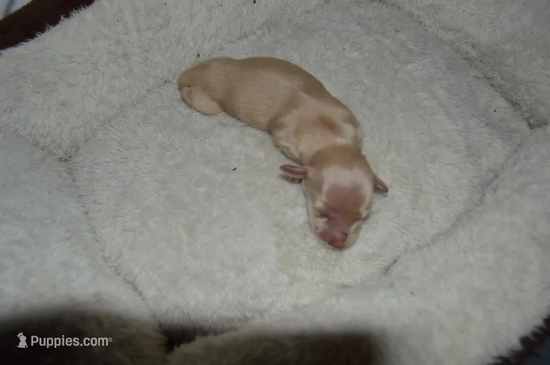 LH Clear Cream Female – Dachshund puppy for sale in Birmingham, AL