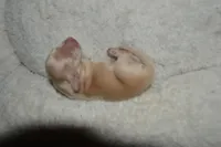 LH Clear Cream Female, a female Dachshund for sale in Birmingham, AL – Photo 4 of 5