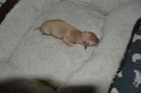 LH Clear Cream Female, a female Dachshund for sale in Birmingham, AL – Photo 5 of 5