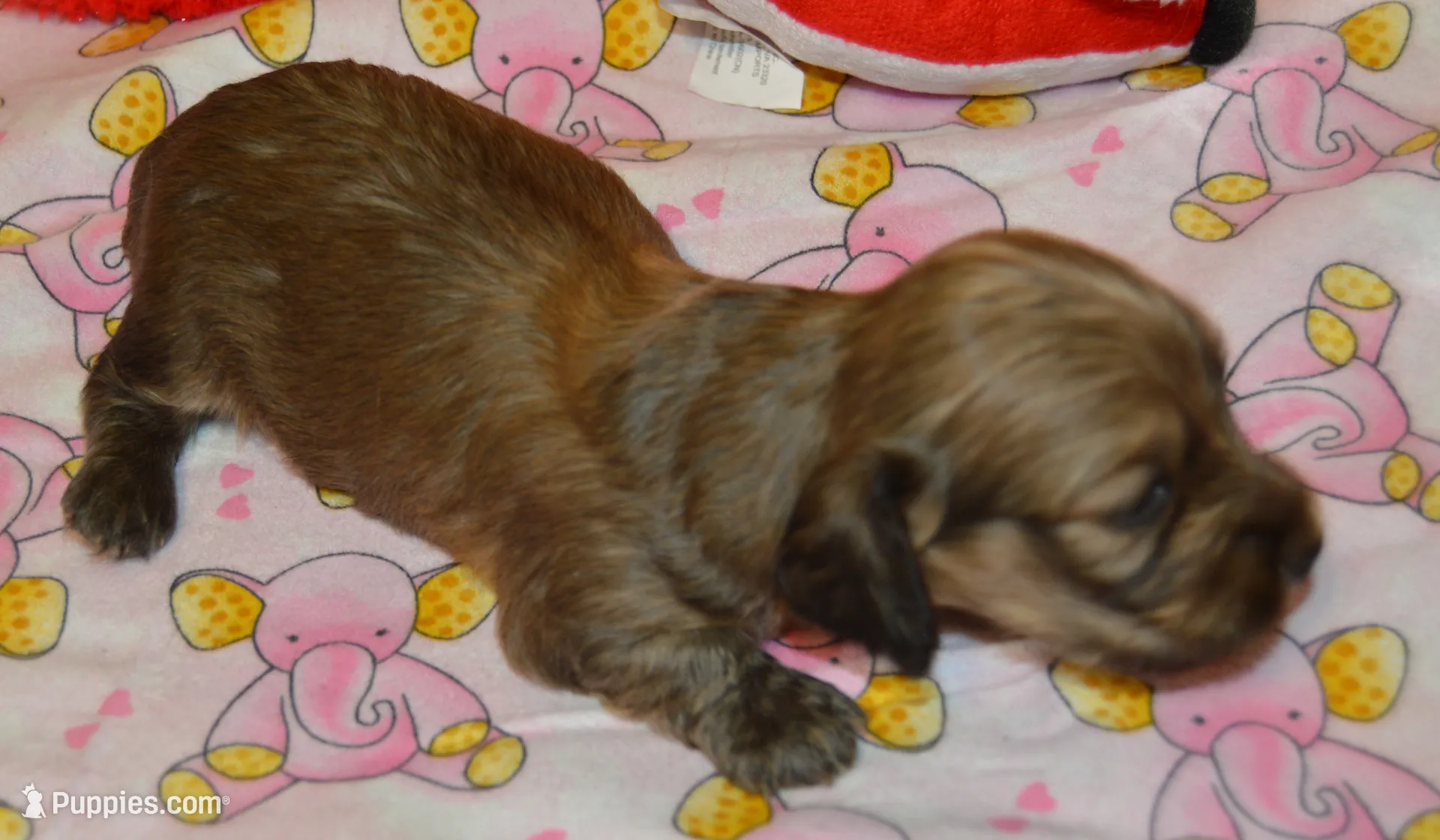 LH Shaded Cream Male, a male Dachshund for sale in Birmingham, AL – Photo 7 of 7