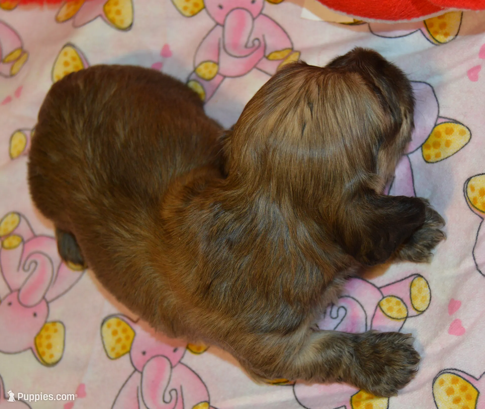 LH Shaded Cream Male, a male Dachshund for sale in Birmingham, AL – Photo 4 of 7