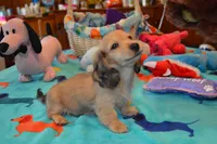 LH Shaded Cream Male, a male Dachshund for sale in Birmingham, AL – Photo 2 of 7