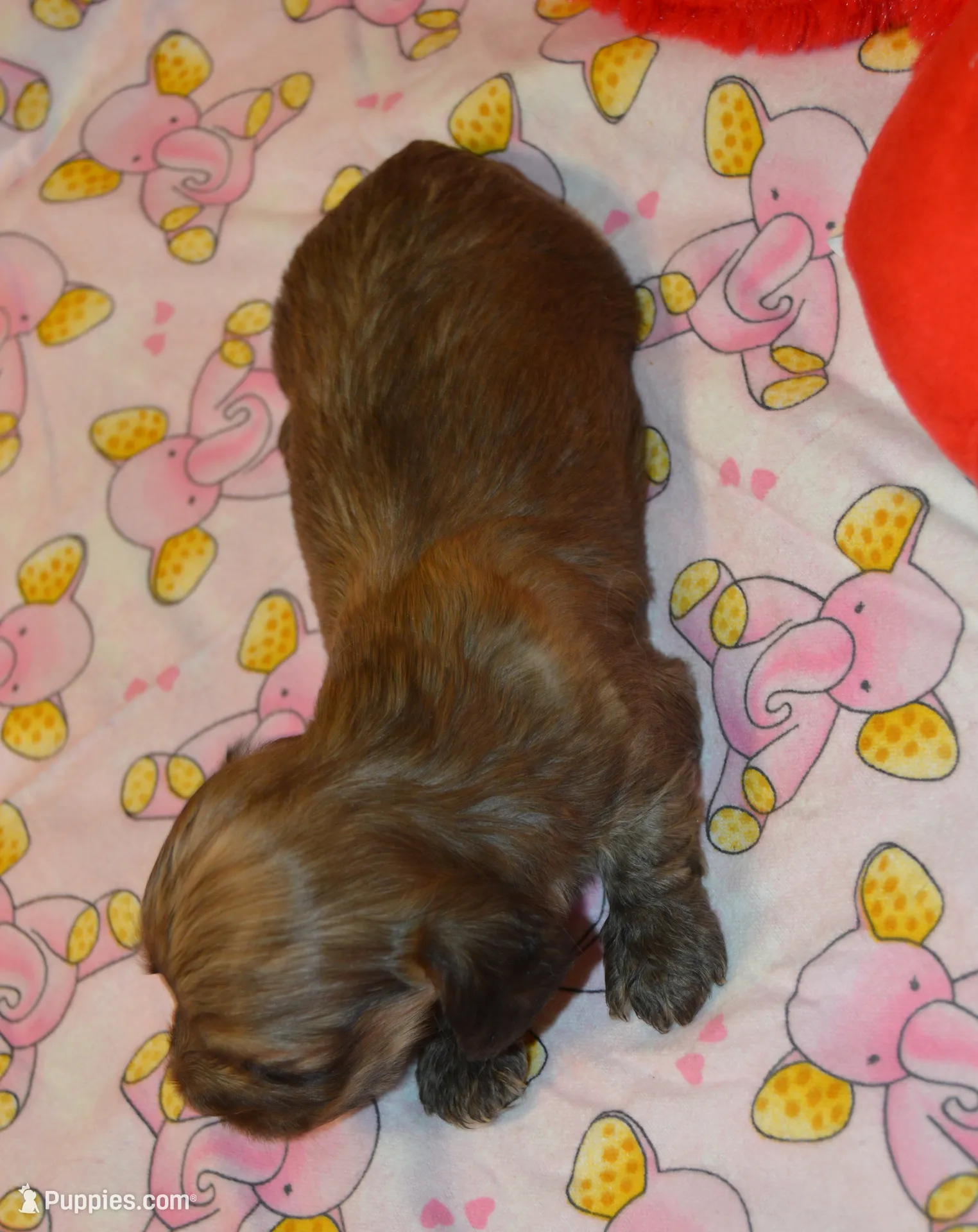 LH Shaded Cream Male, a male Dachshund for sale in Birmingham, AL – Photo 5 of 7
