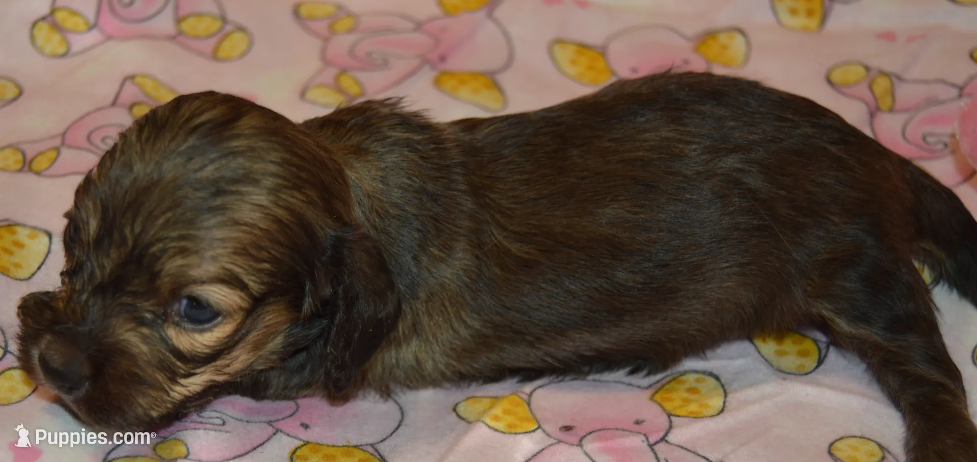 LH Shaded Cream Male, a male Dachshund for sale in Birmingham, AL – Photo 6 of 7