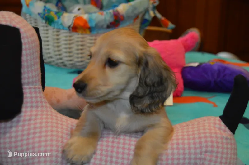 LH Shaded Cream Male