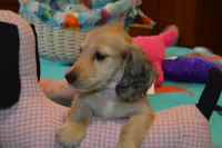 LH Shaded Cream Male, a male Dachshund for sale in Birmingham, AL – Photo 1 of 7