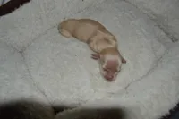 LH Clear Cream male, a male Miniature Dachshund for sale in Birmingham, AL – Photo 2 of 4