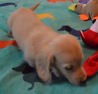 LH Chocolate Based Clear Red Male , a male Dachshund for sale in Birmingham, AL – 3 of 3
