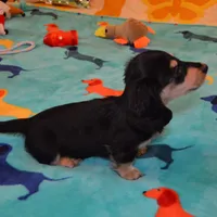 LH Black and cream male, a male Dachshund for sale in Birmingham, AL – Photo 2 of 5