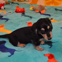LH Black and cream male, a male Dachshund for sale in Birmingham, AL – Photo 5 of 5