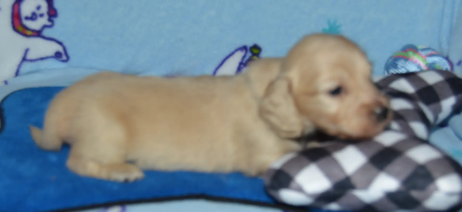 LH Clear Cream Male, a male Miniature Dachshund for sale in Birmingham, AL – Photo 2 of 7