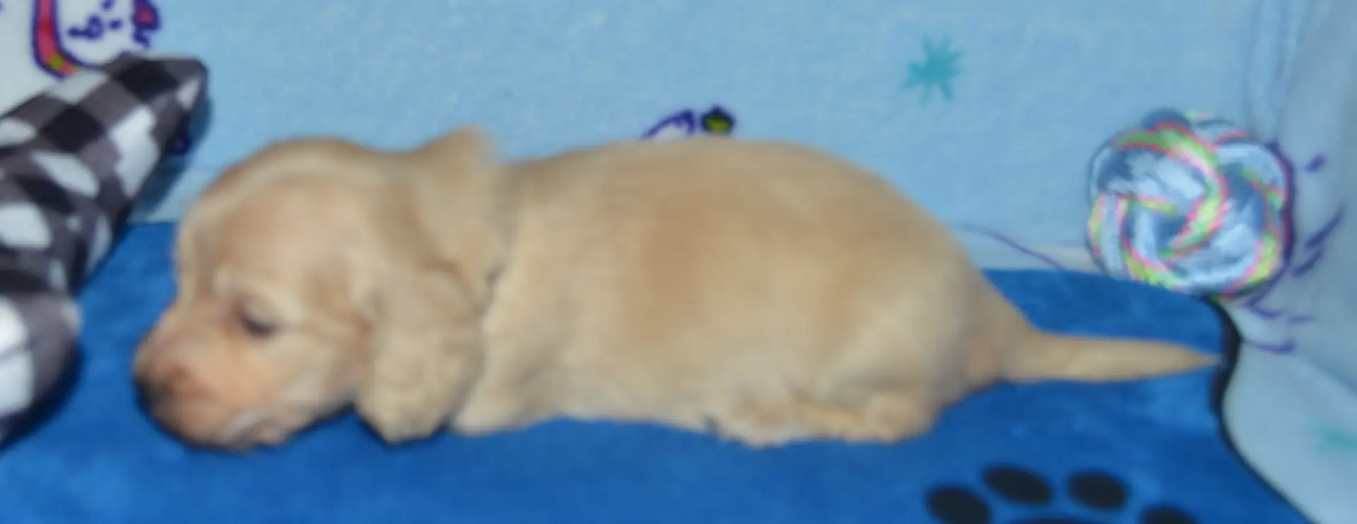 LH Clear Cream Male, a male Miniature Dachshund for sale in Birmingham, AL – Photo 6 of 7