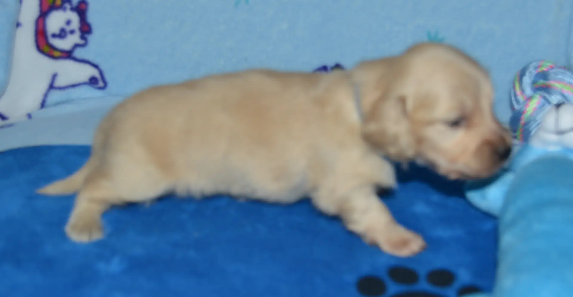 LH Clear Cream Male, a male Miniature Dachshund for sale in Birmingham, AL – Photo 3 of 7