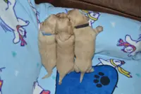 LH Clear Cream Male, a male Miniature Dachshund for sale in Birmingham, AL – Photo 7 of 7