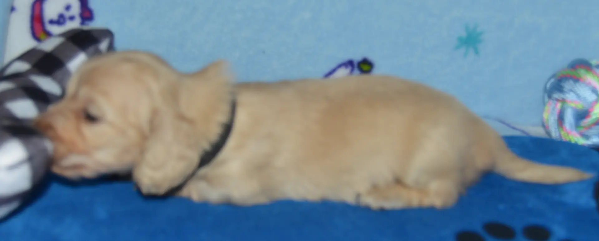 LH Clear Cream Male, a male Miniature Dachshund for sale in Birmingham, AL – Photo 4 of 7