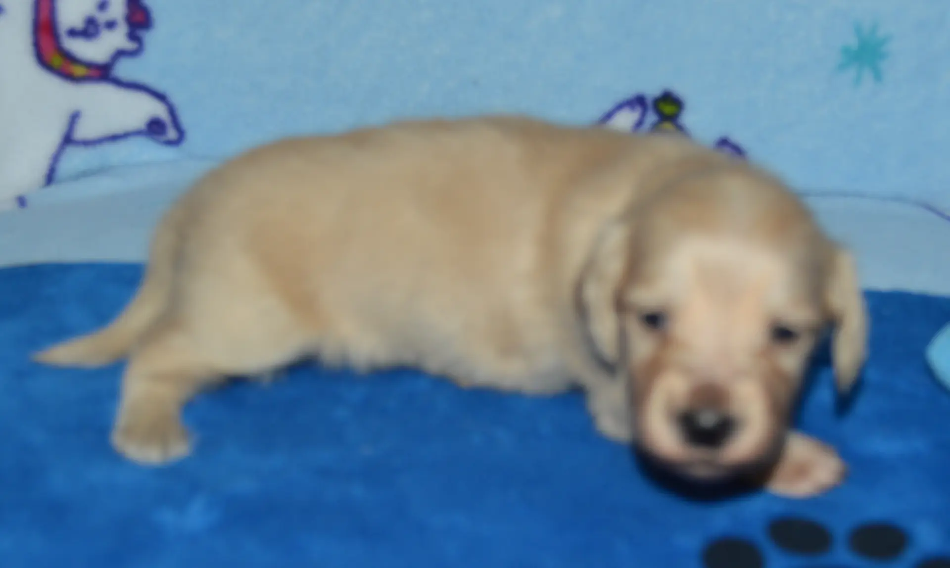 LH Clear Cream Male, a male Miniature Dachshund for sale in Birmingham, AL – Photo 5 of 7