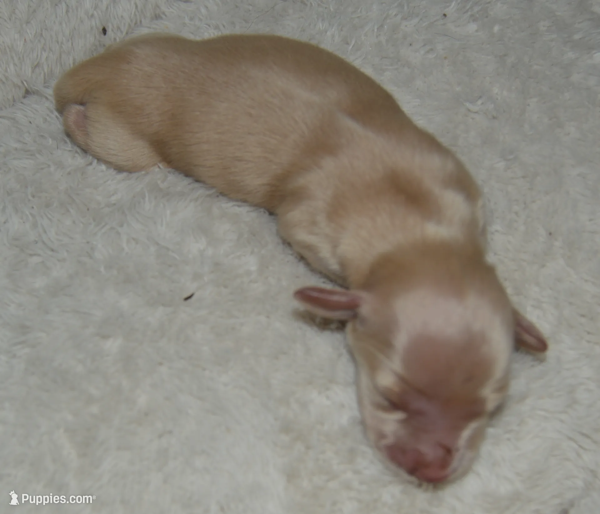 LH Clear Cream Female, a female Miniature Dachshund for sale in Birmingham, AL – Photo 2 of 4