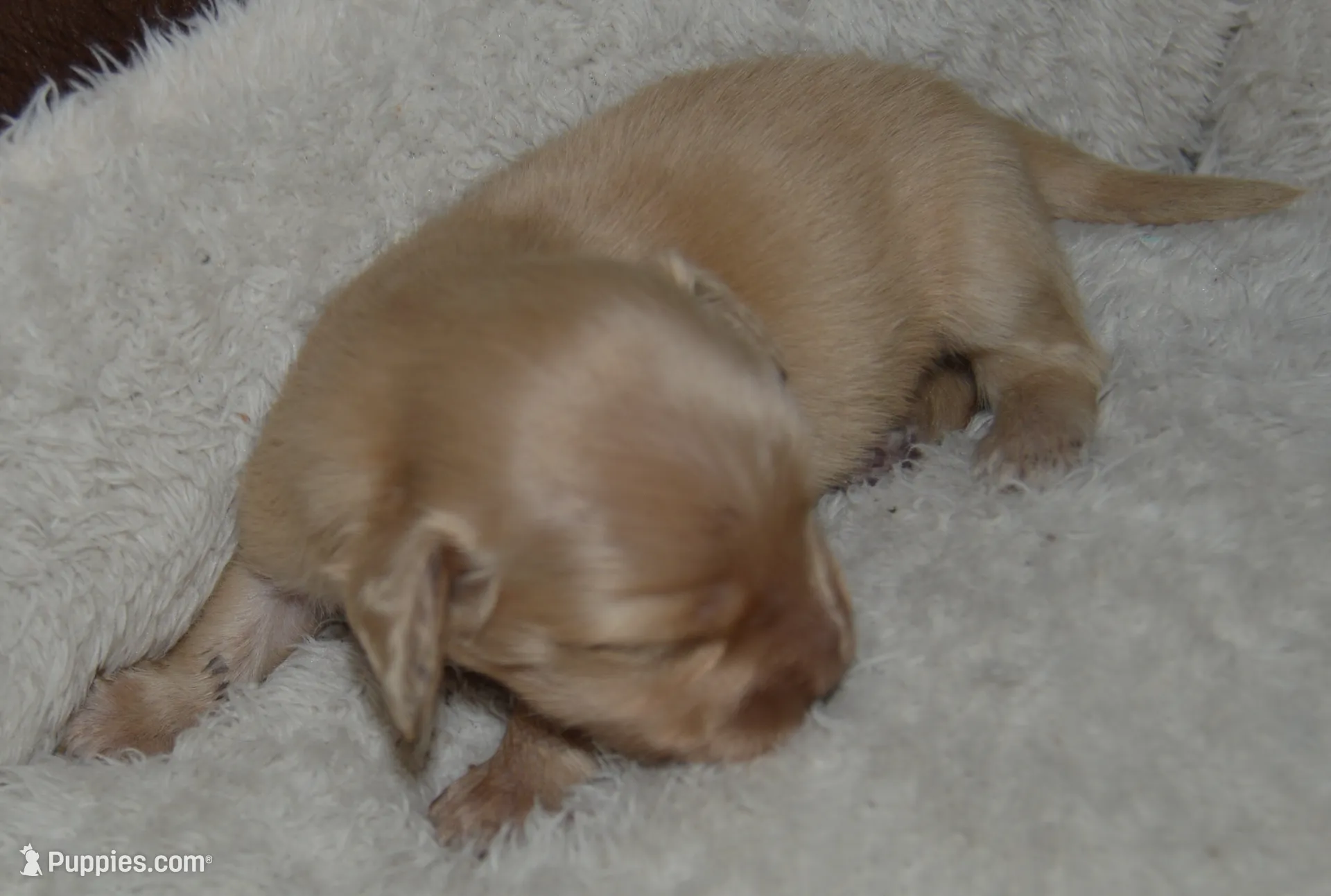 LH Clear Cream Female