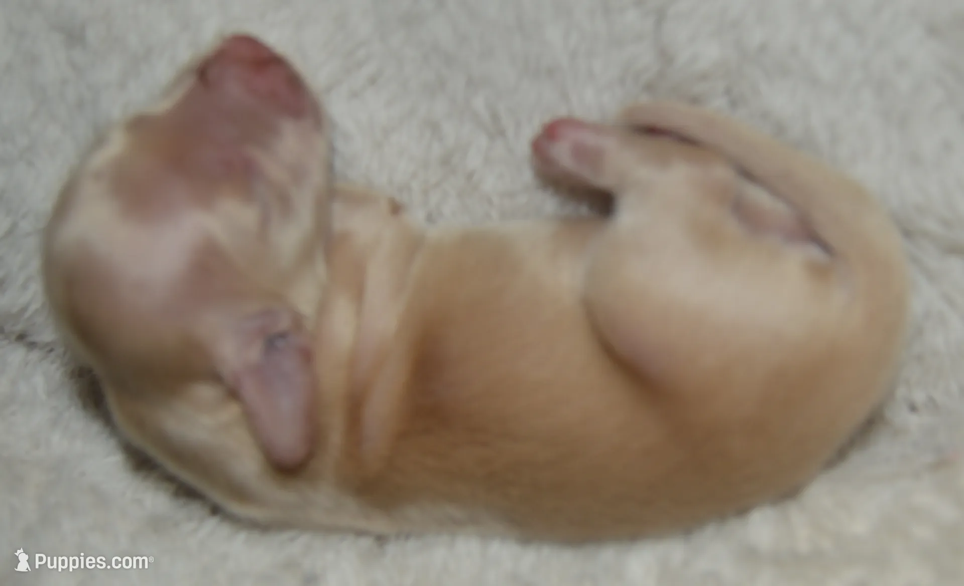 LH Clear Cream Female, a female Miniature Dachshund for sale in Birmingham, AL – Photo 4 of 4