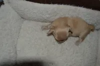 LH Clear Cream Female, a female Miniature Dachshund for sale in Birmingham, AL – Photo 3 of 4