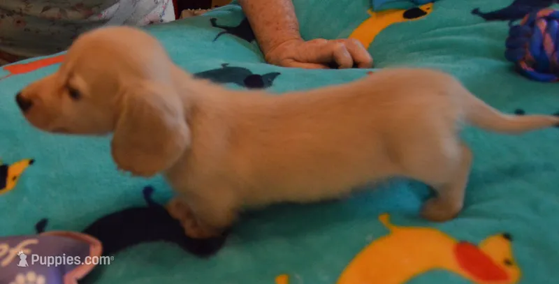 LH Chocolate Based Clear Red Male  – Dachshund puppy for sale in Birmingham, AL
