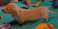 LH Chocolate Based Clear Red Male , a male Dachshund for sale in Birmingham, AL – 1 of 3