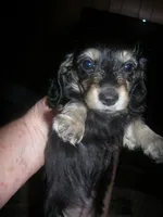 LH Black & Cream Female, a female Miniature Dachshund for sale in Birmingham, AL – Photo 1 of 4